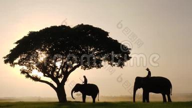 大象和狮子座的<strong>剪影</strong>在早晨是一个自然的风景。